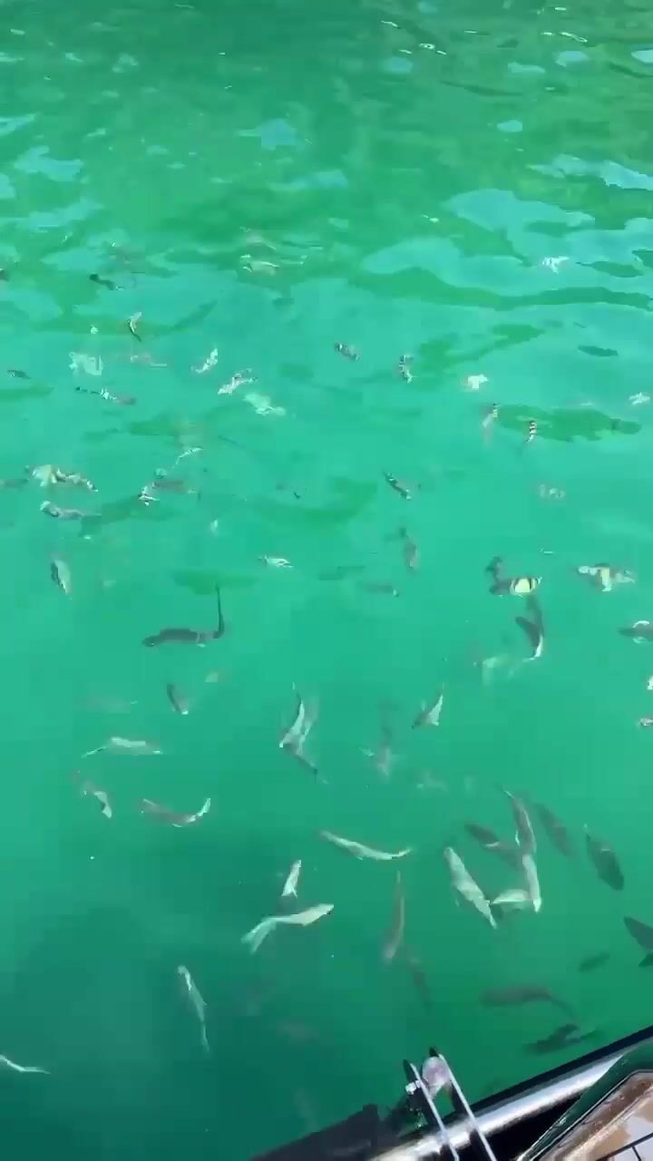 Shark In The Water Porn